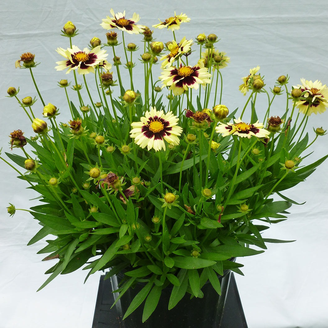 UpTickTM Cream & Red Coreopsis Plant