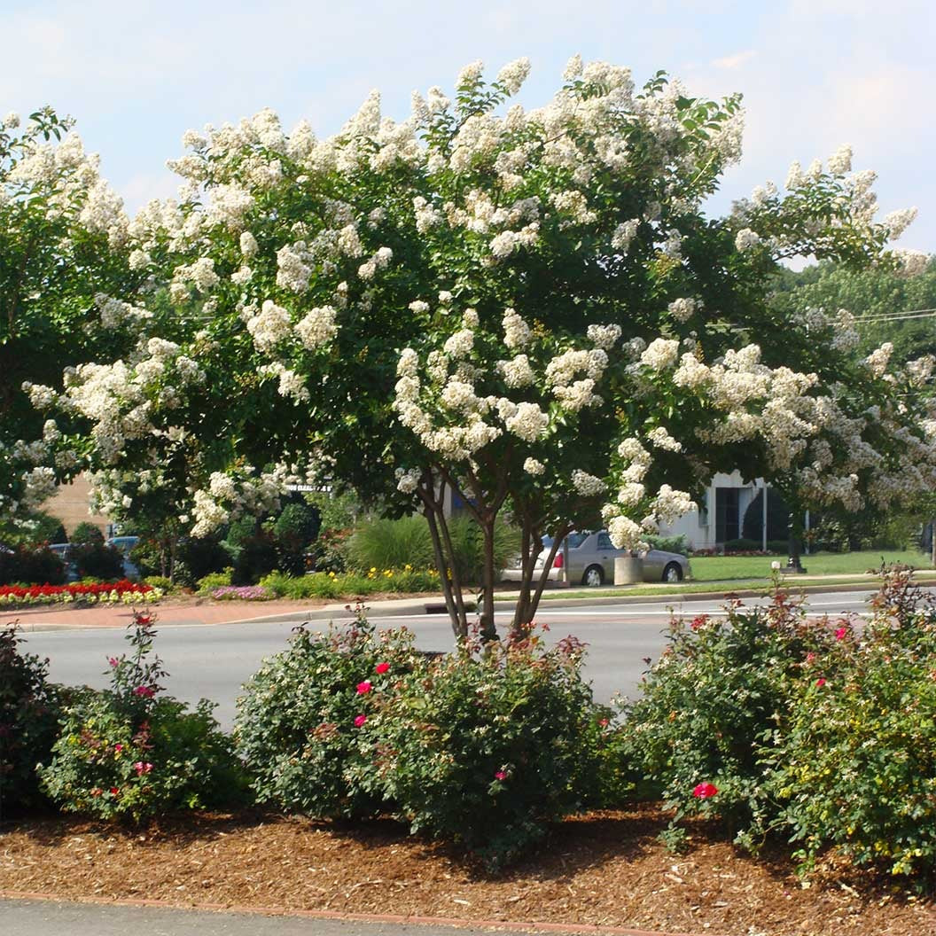 ColoramaTM Ivory Crape Myrtle Tree