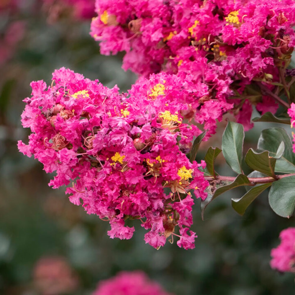 First Editions® Plum MagicTM Crape Myrtle