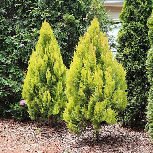 Southern Living® Forever GoldyTM Arborvitae Tree