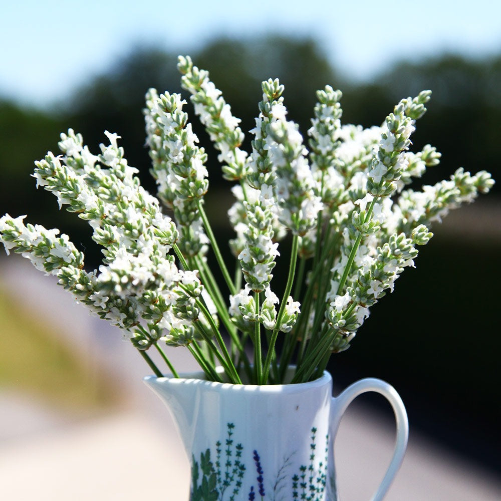 ExceptionalTM Lavender Plant