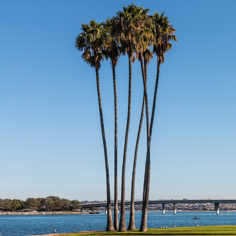 Mexican Fan Palm Tree
