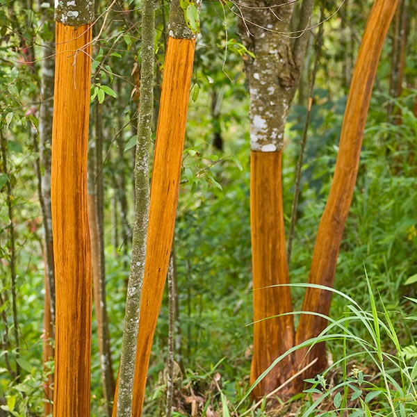 Cinnamon Tree