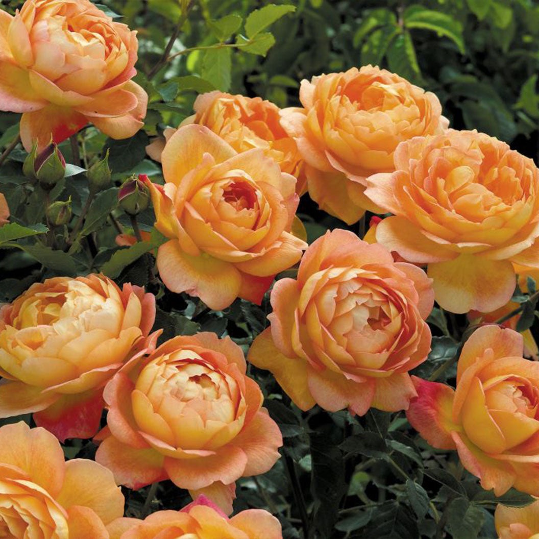 David Austin® Lady of ShalottTM Rose Shrub