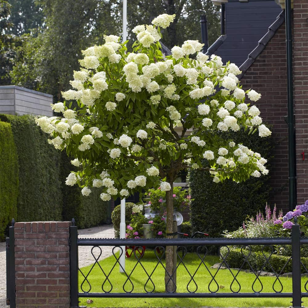 Proven Winners® Limelight Hydrangea Tree