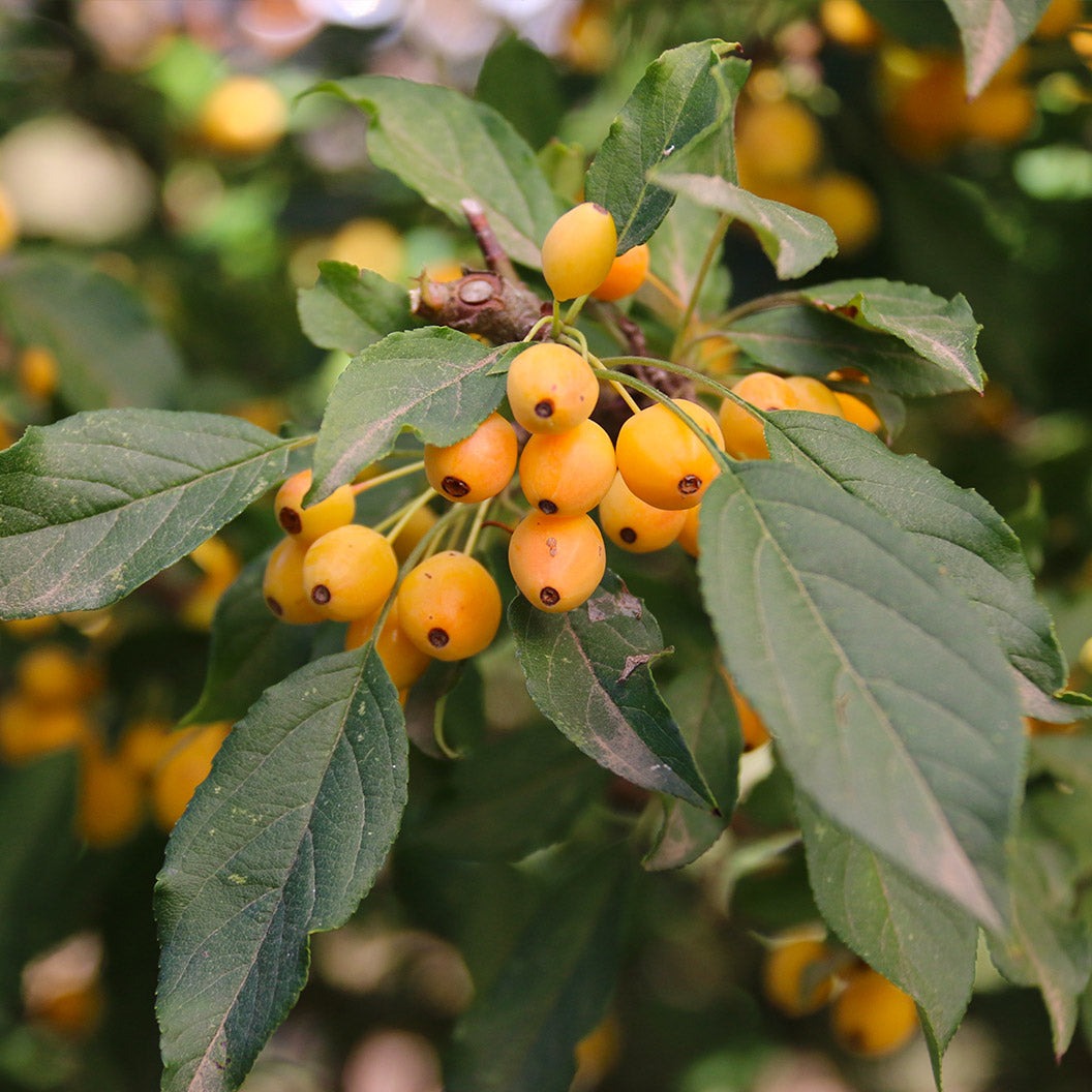 Snow Crystal® Crabapple Tree