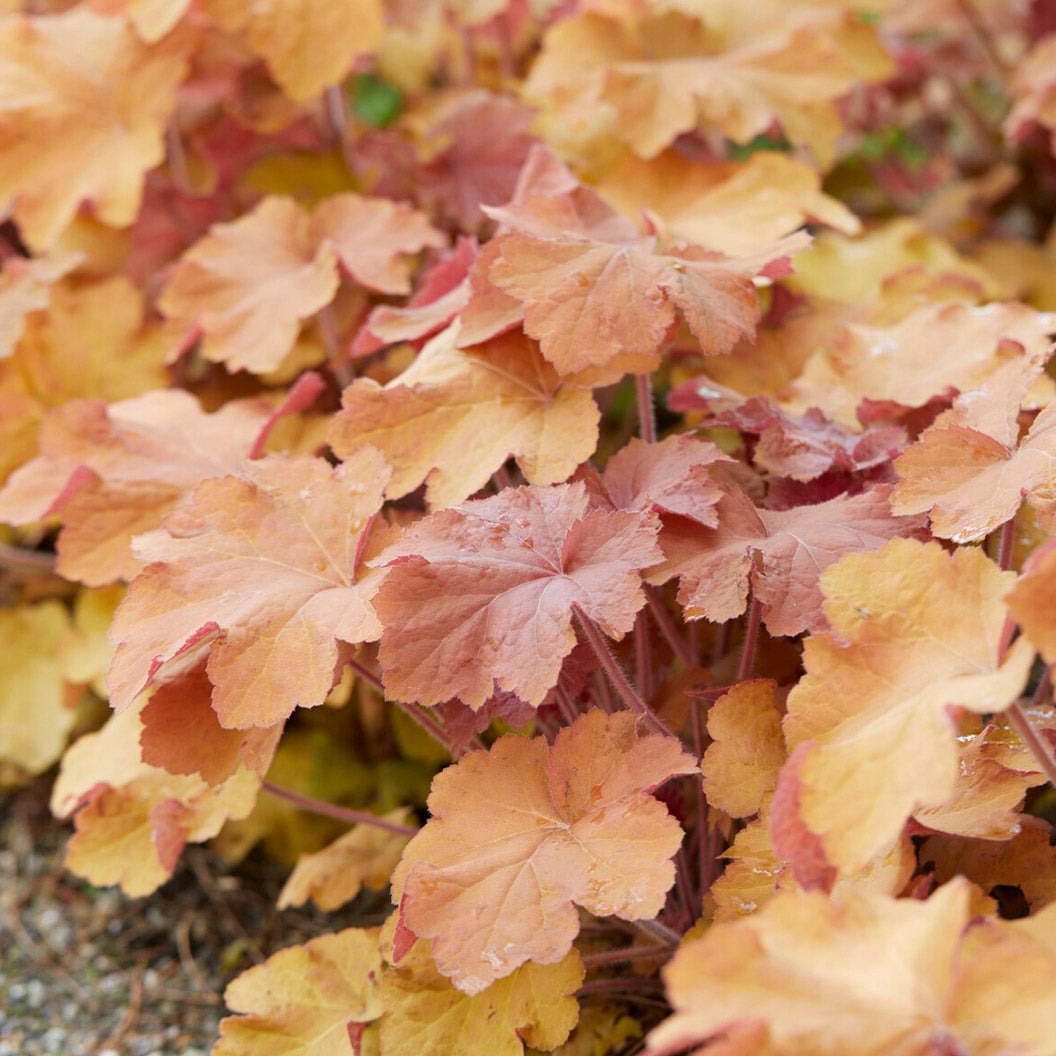 Caramel Heuchera Plant