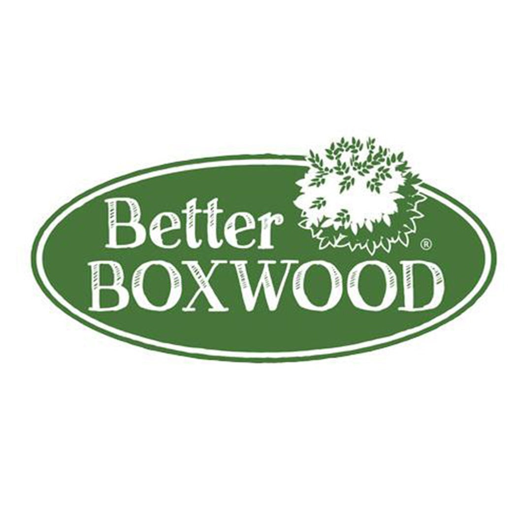 Better Boxwood® Babylon BeautyTM Shrub