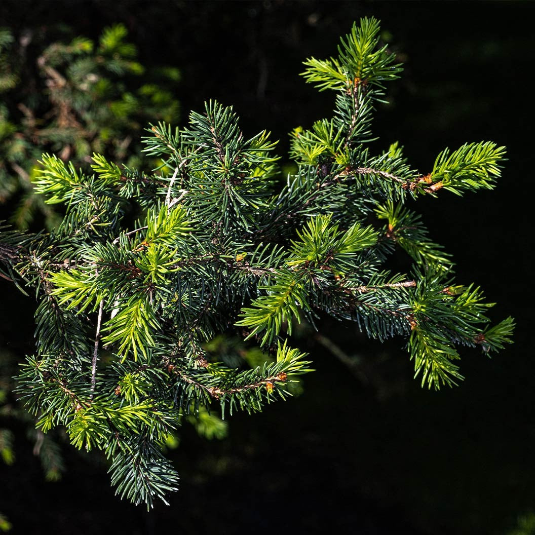 Hillside Upright Norway Spruce Tree