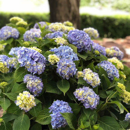 Nantucket BlueTM Hydrangea