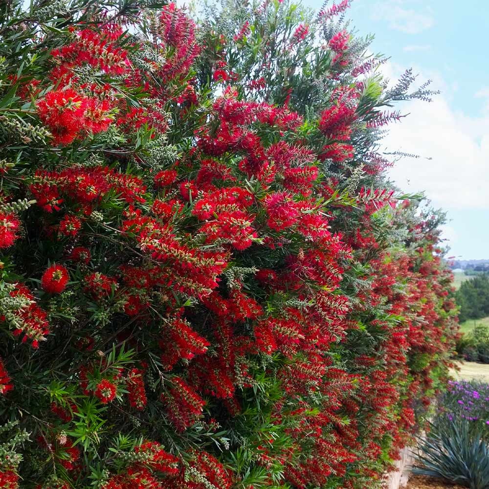 SlimTM Bottlebrush Shrub