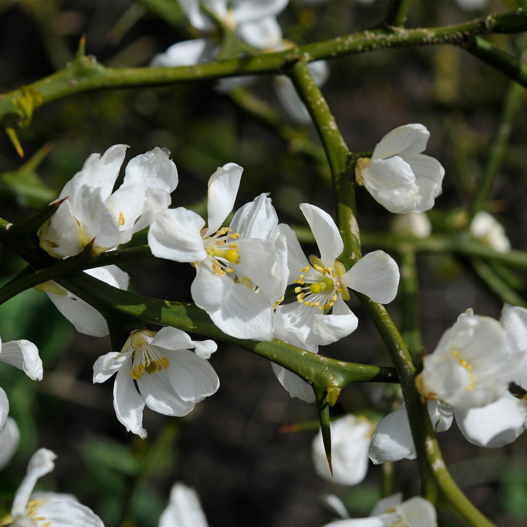 Weeping Dragon Orange Bush