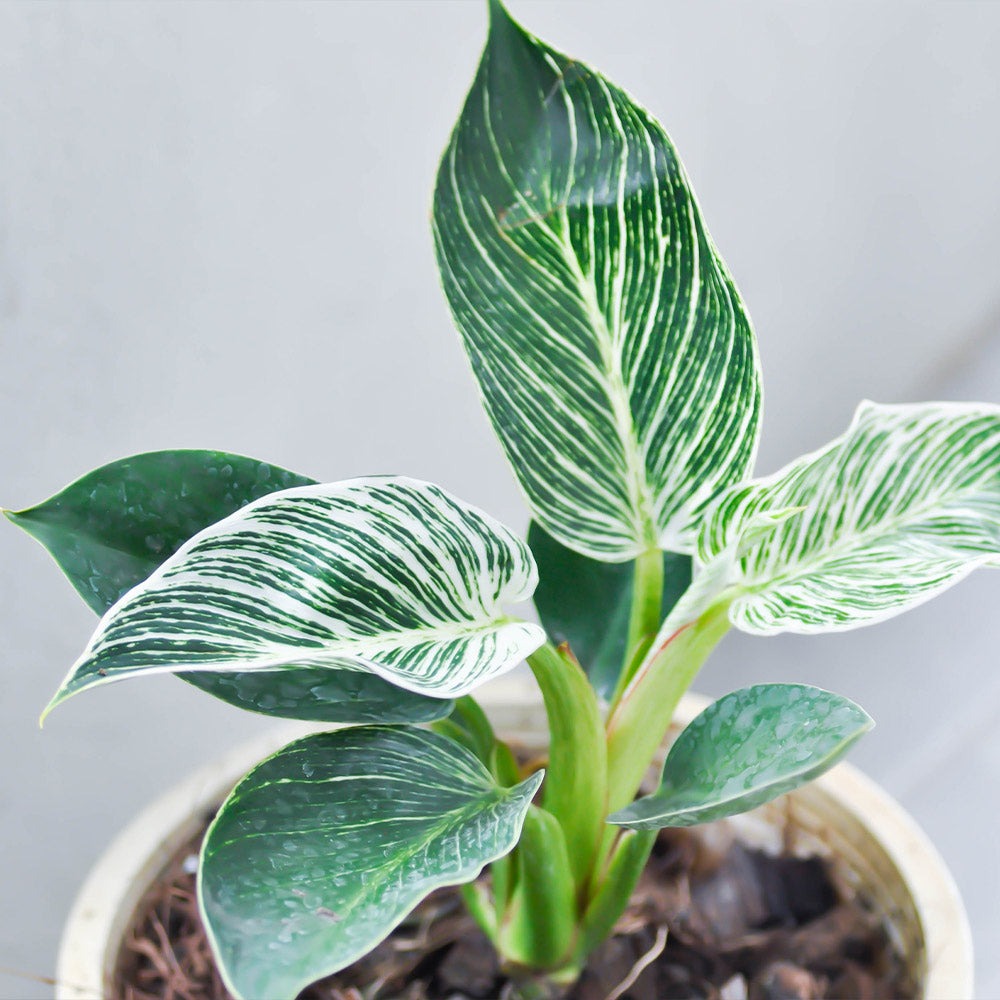 Birkin Philodendron Plant