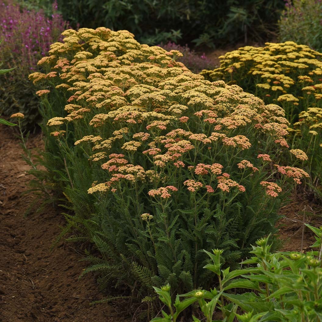 New VintageTM Terracotta Yarrow Plant