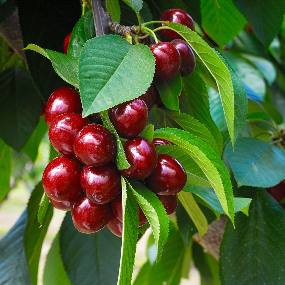 Romeo and JulietTM Dwarf Cherry Bush