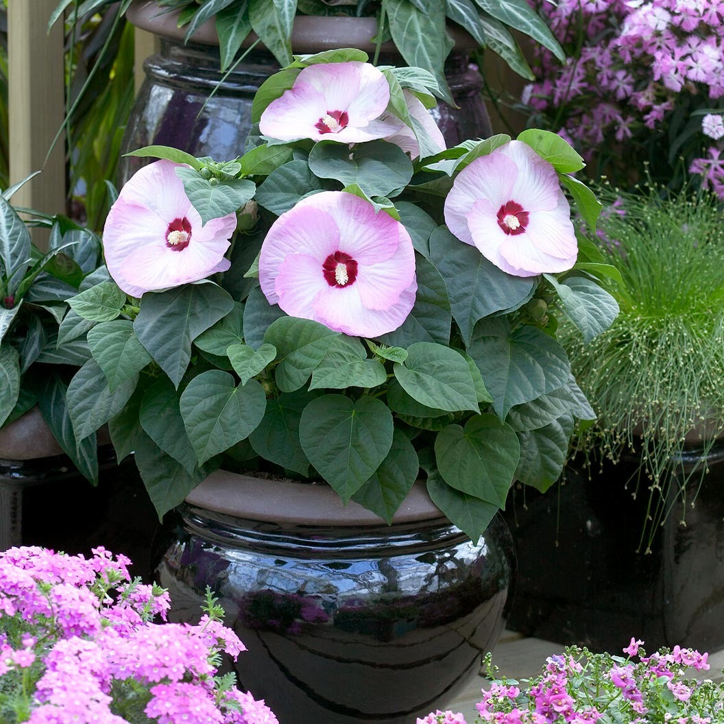 Luna Pink Swirl Hibiscus