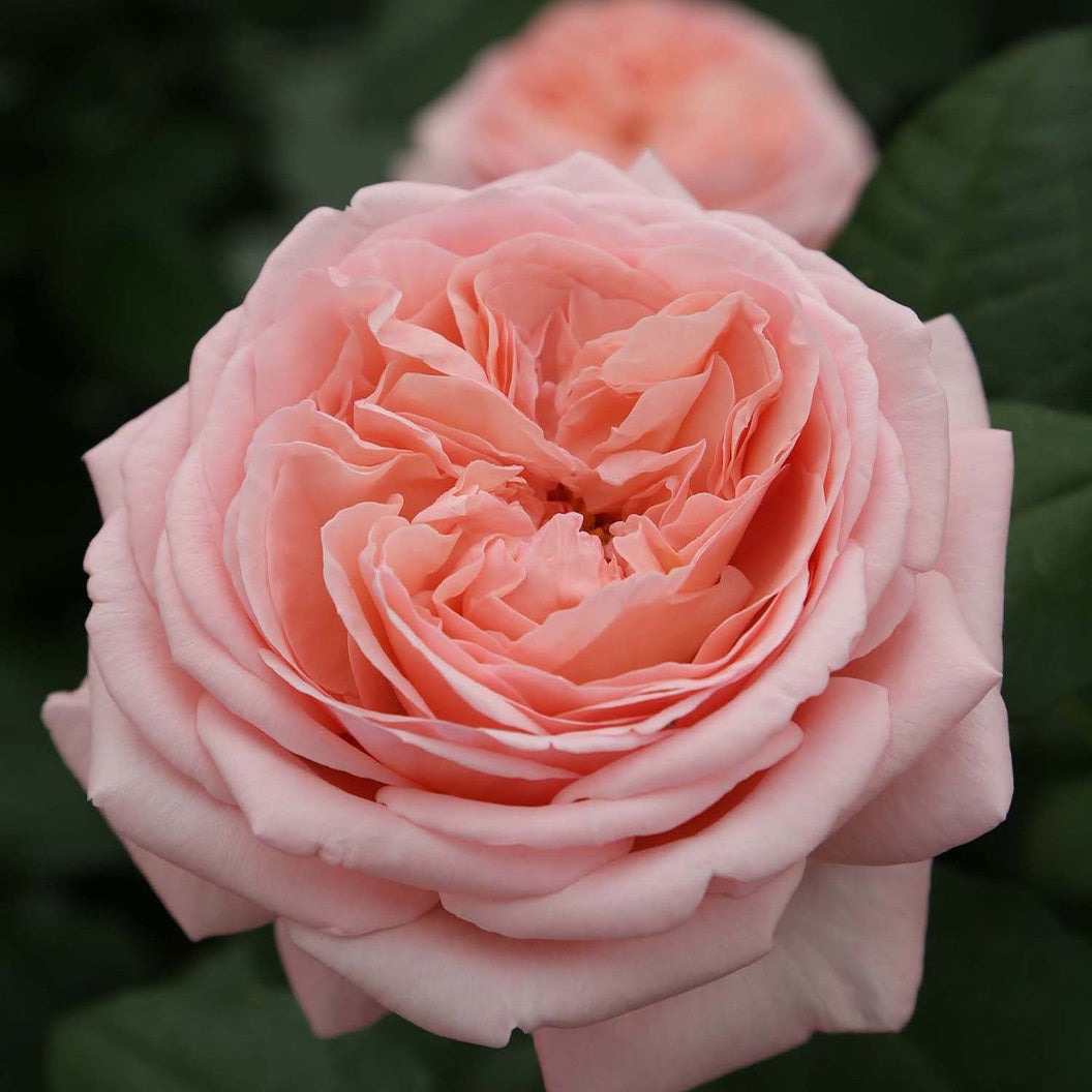 Martha StewartTM Hybrid Tea Rose