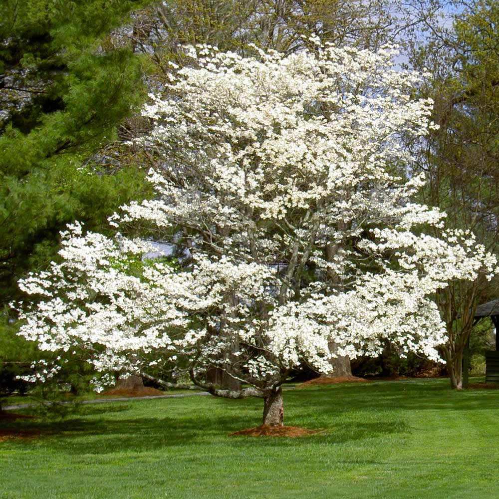 White Dogwood Tree