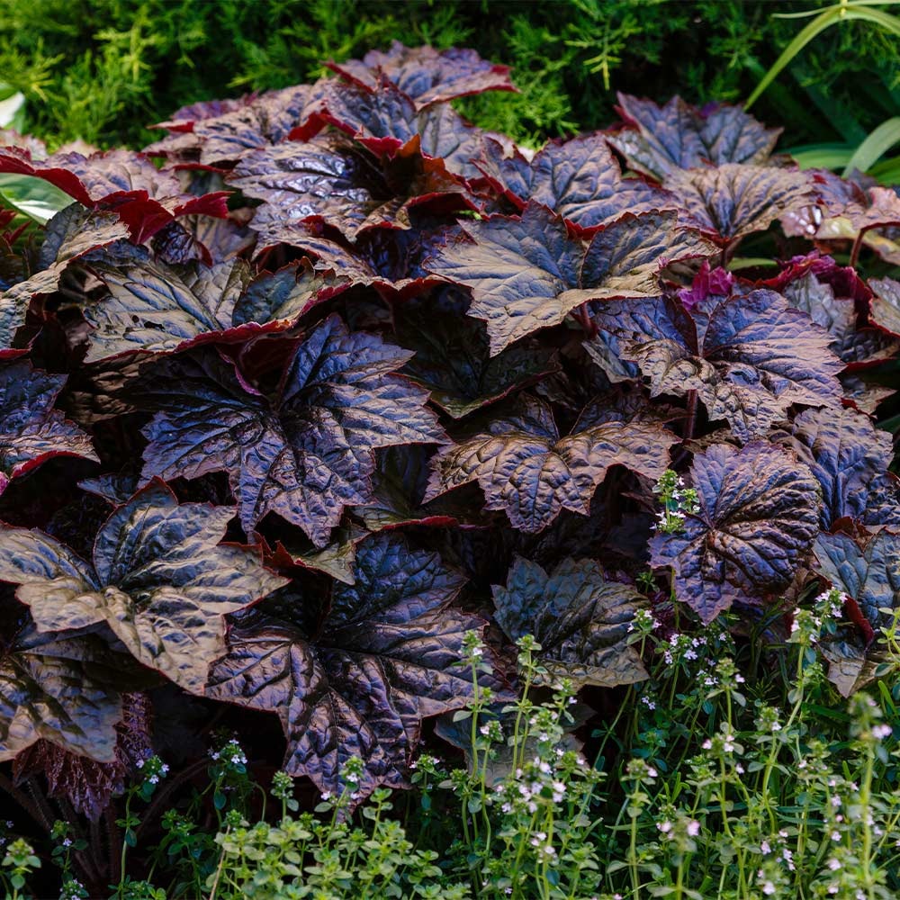 Obsidian Coral Bells (Heuchera)