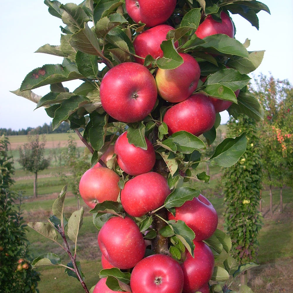 Fruit Snacks® Tasty RedTM Columnar Apple Tree