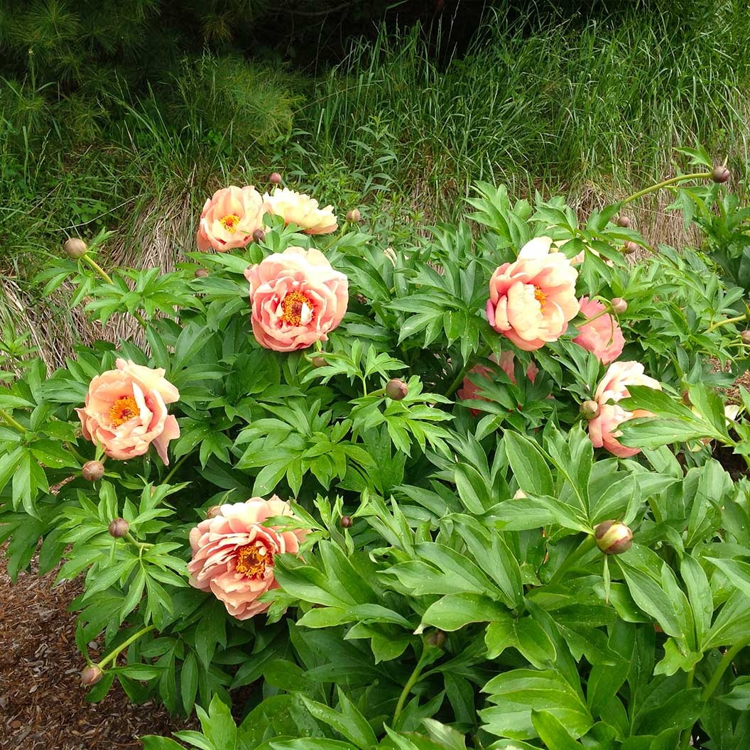 Garden Candy® Peach A LiciousTM Itoh Peony Plant