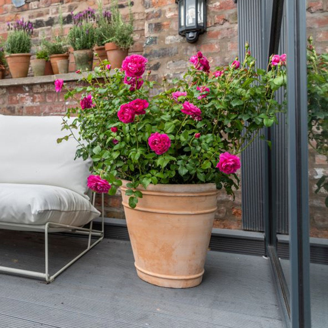 David Austin® James L. AustinTM Rose Shrub