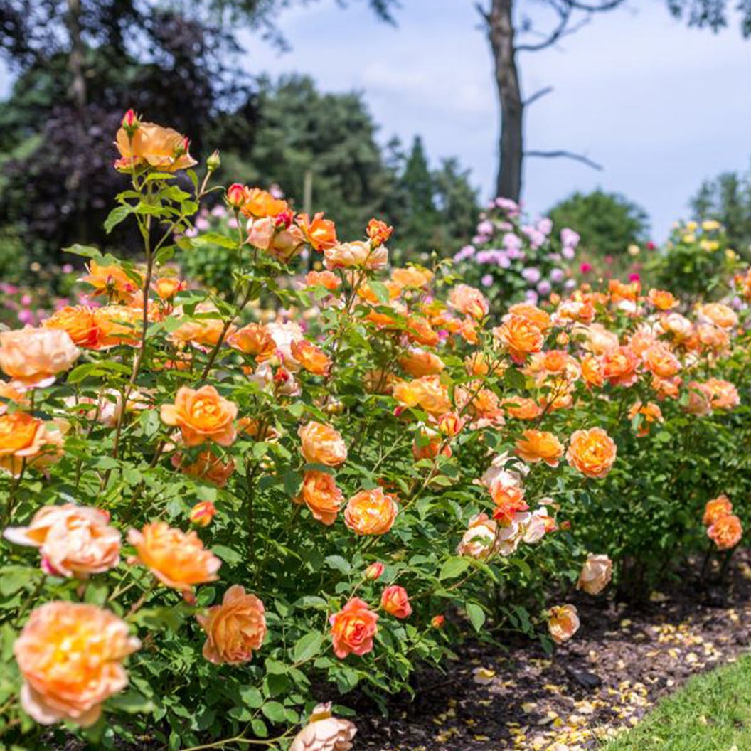David Austin® Lady of ShalottTM Rose Shrub