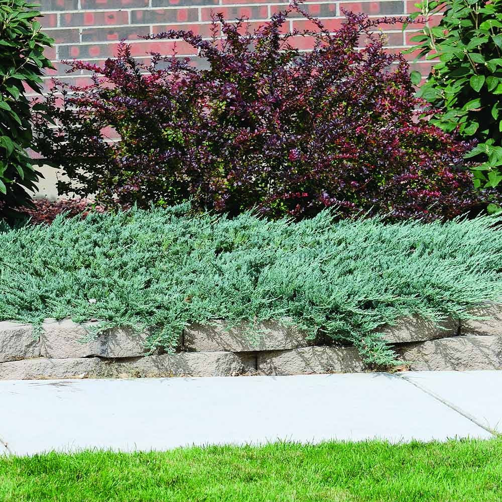 Blue Rug Juniper Groundcover
