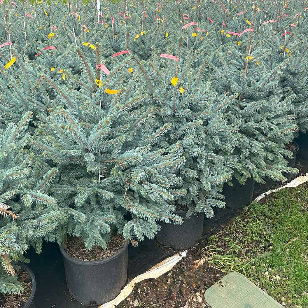 Fat Albert Colorado Blue Spruce Tree