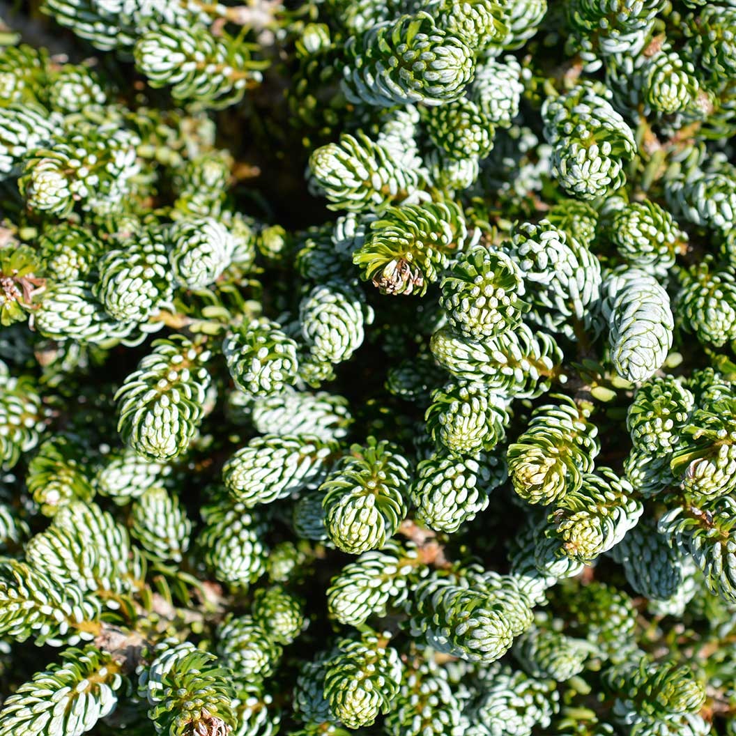 Ice Breaker Korean Fir Shrub