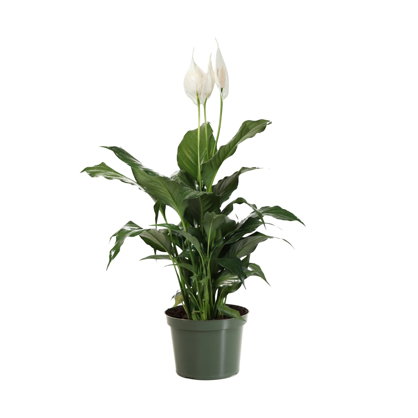 Peace Lily Plant