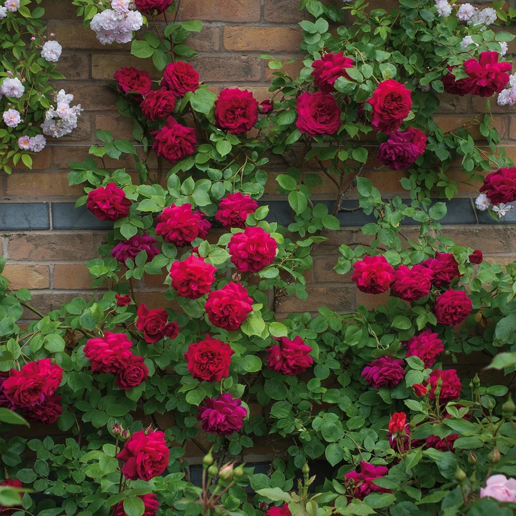 David Austin® Tess of the d’UrbervillesTM Climbing Rose