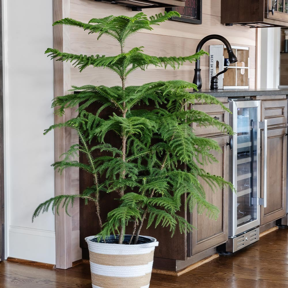 Norfolk Island Pine Tree