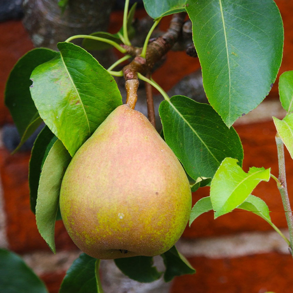 Pear Trees