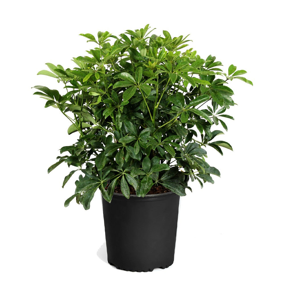 Dwarf Umbrella Tree