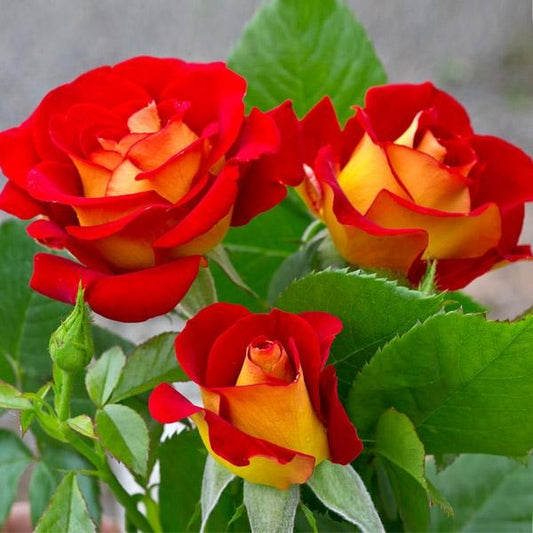 Ketchup and Mustard Rose Shrub
