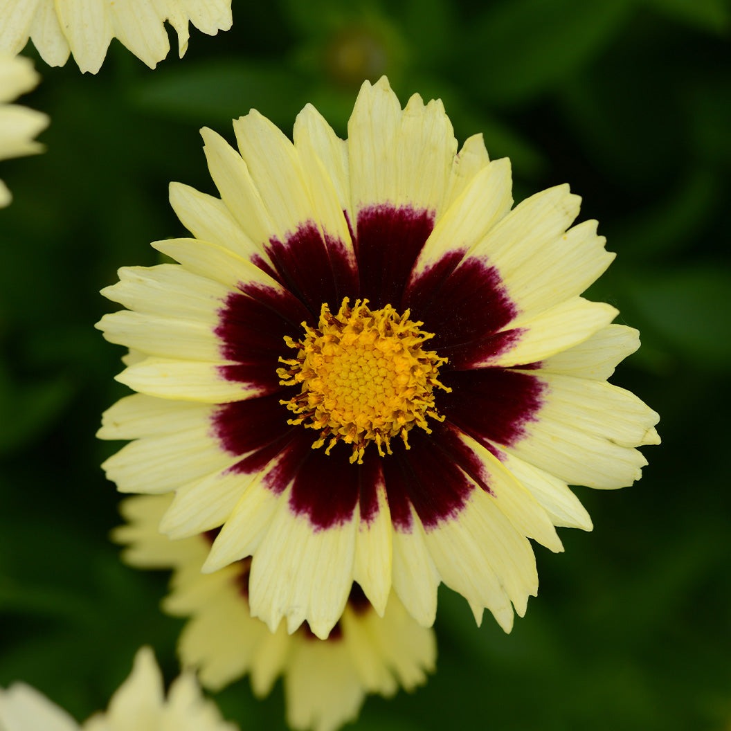 UpTickTM Cream & Red Coreopsis Plant