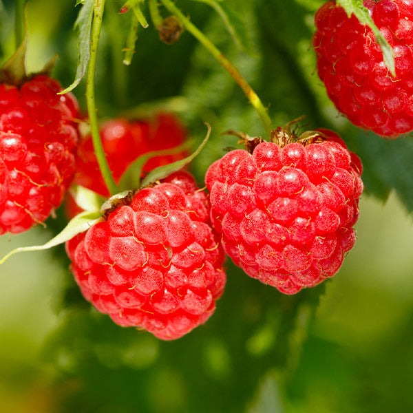 Heritage Everbearing Raspberry Bush - USDA Organic