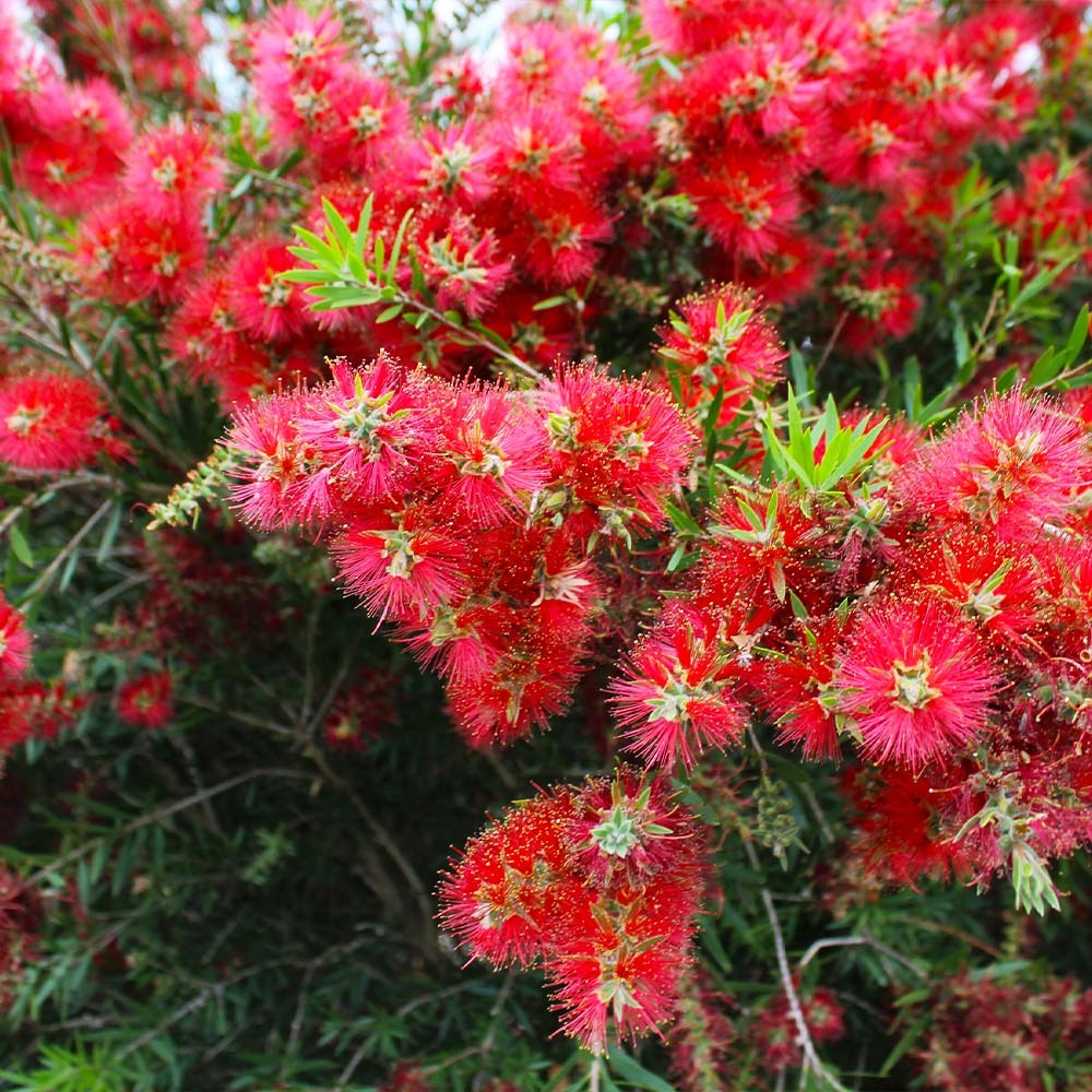 SlimTM Bottlebrush Shrub