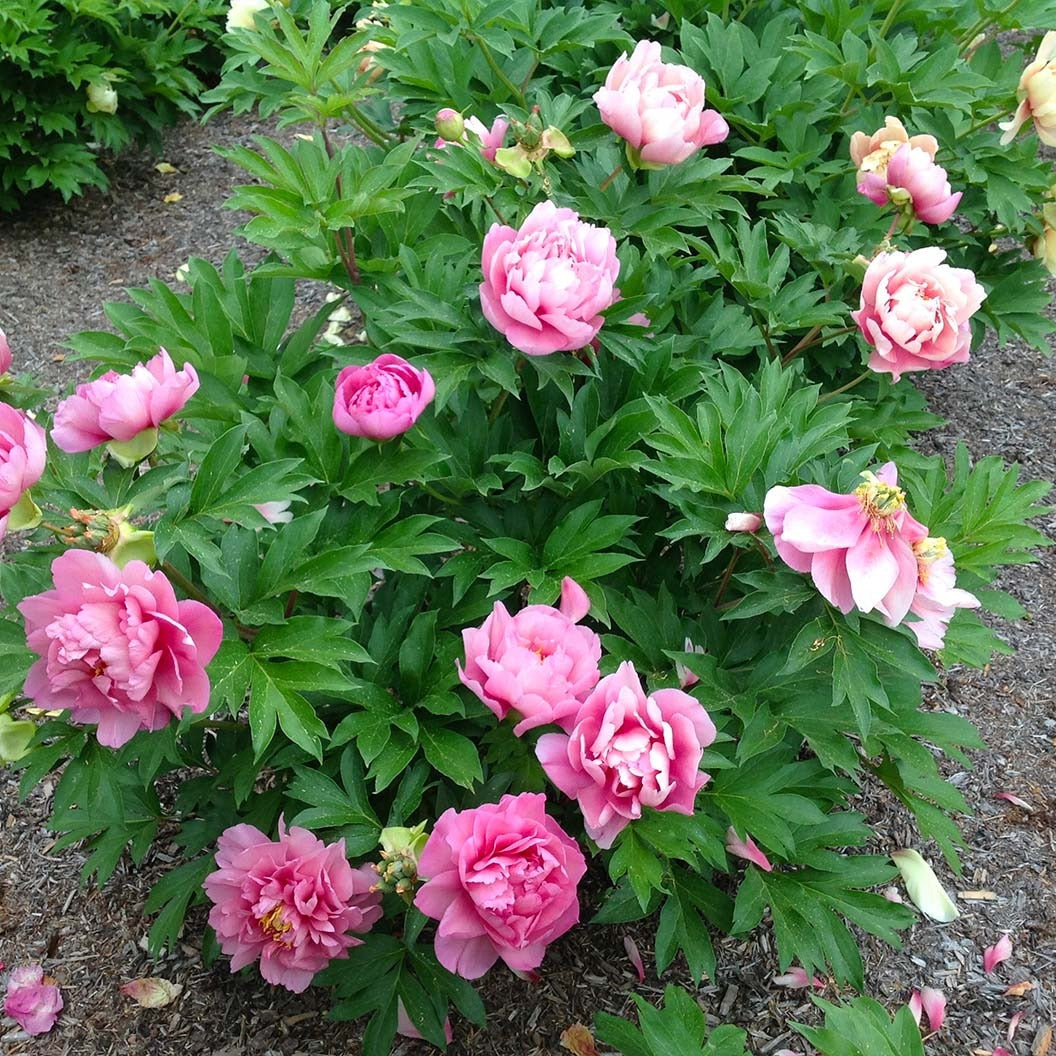 Garden Candy® Strawberry SwirlTM Itoh Peony Plant