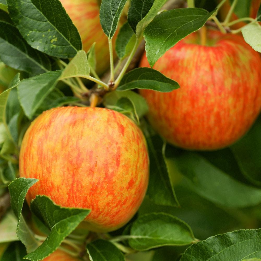 HoneycrispTM Apple Tree