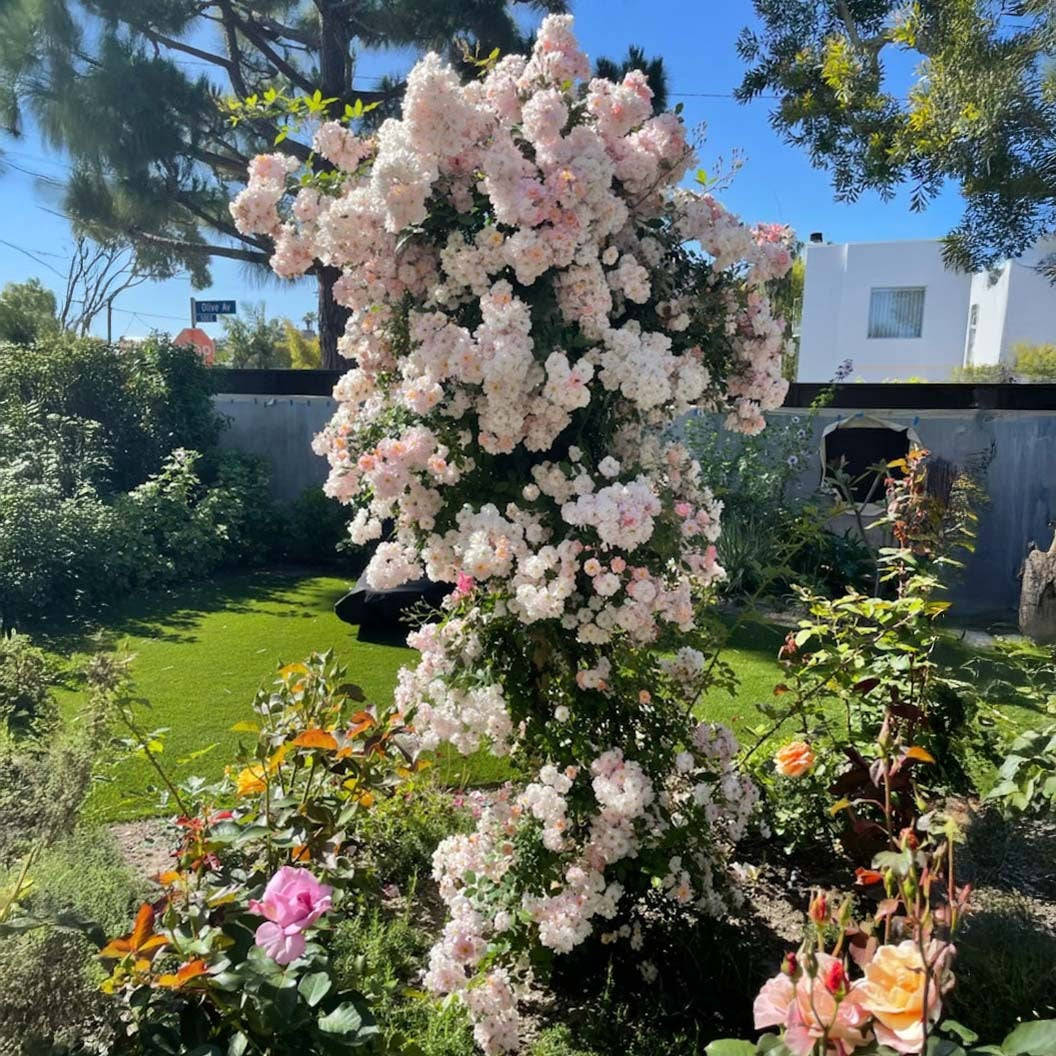 Perfume BreezeTM Climbing Rose