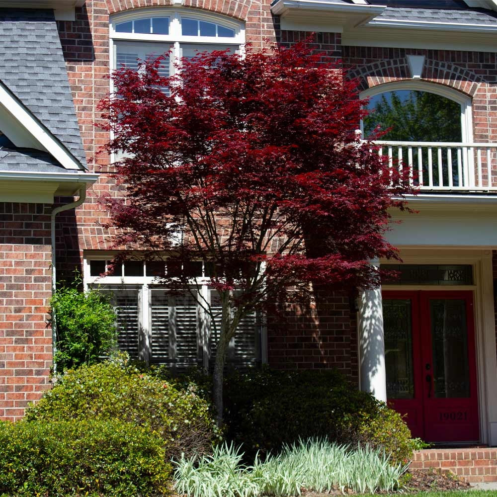 Emperor Japanese Maple Tree