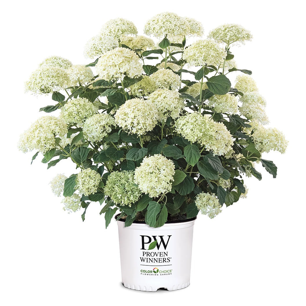 Proven Winners® Incrediball® Storm ProofTM Hydrangea