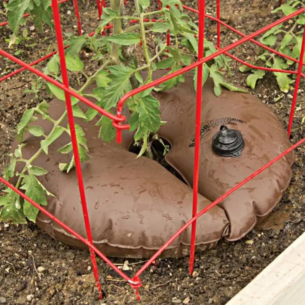 ArborRainTM Slow Release Watering Ring