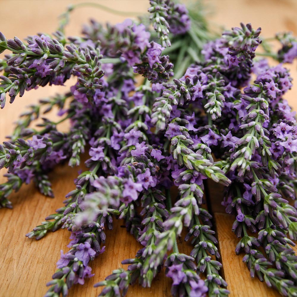 Southern Living® PhenomenalTM Lavender Plant