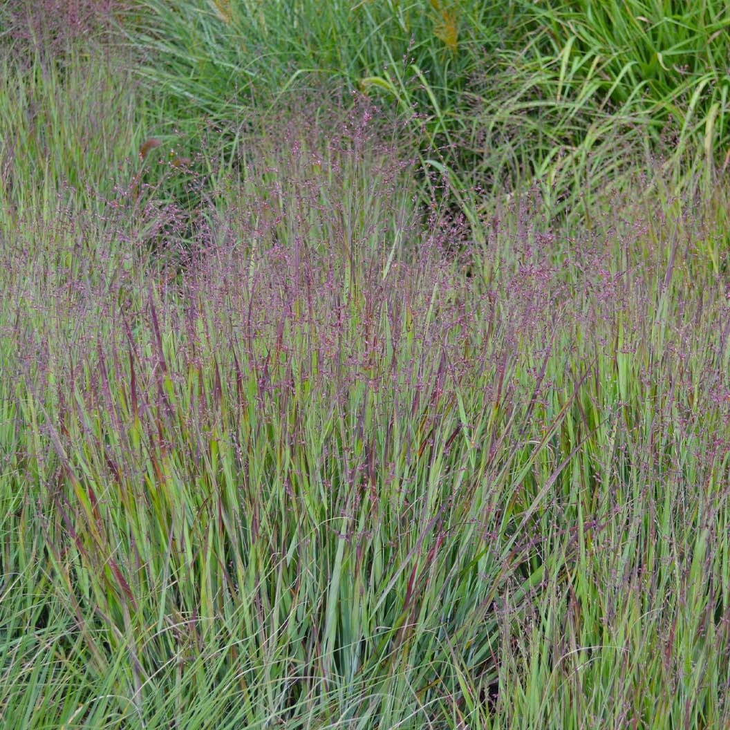 Heavy Metal Blue Switch Grass