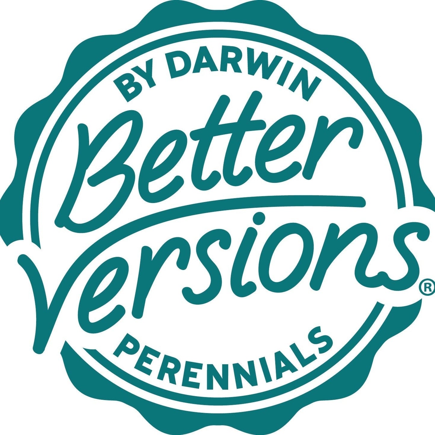 Better Versions® SnowsationTM Candytuft Plant