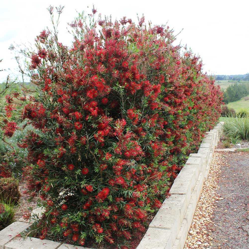 SlimTM Bottlebrush Shrub