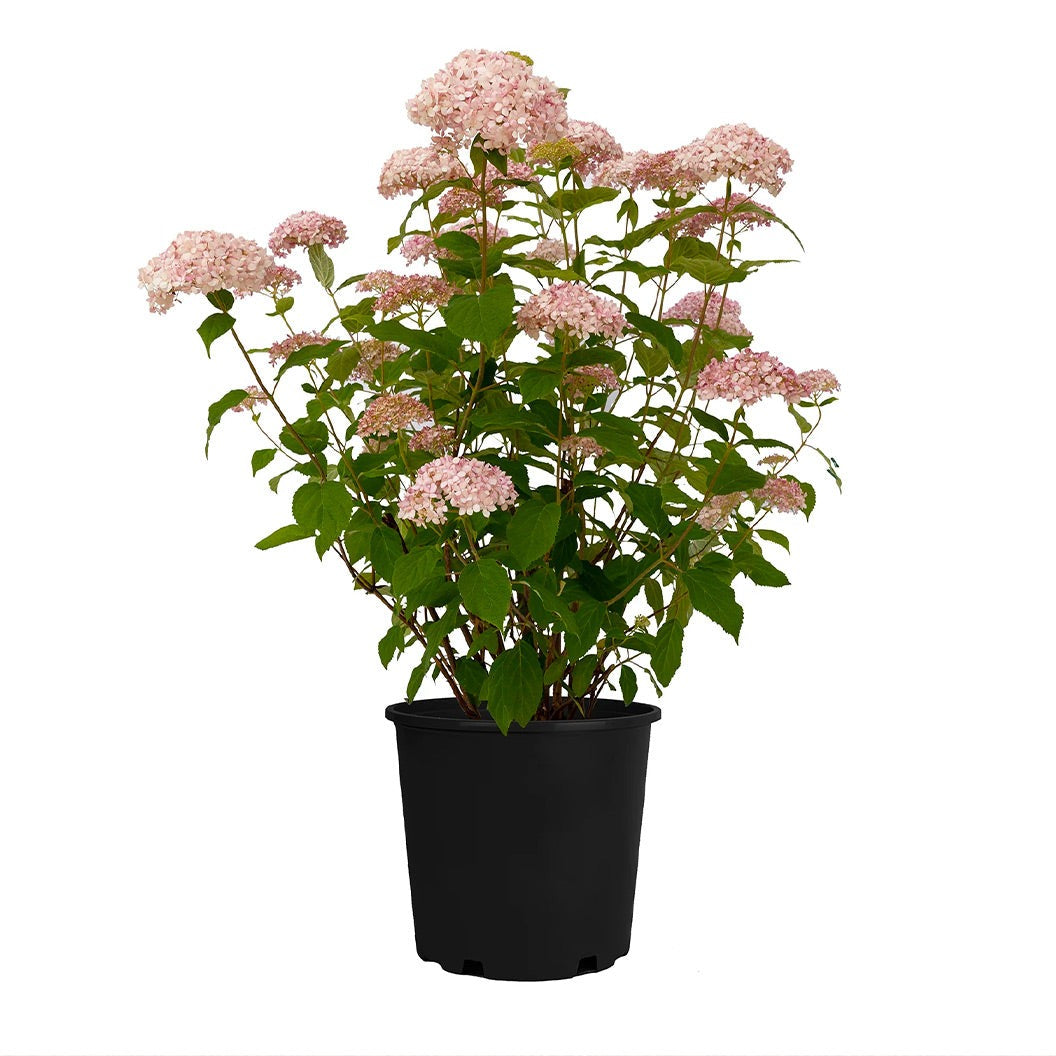 American LaceTM Pink Smooth Hydrangea Shrub